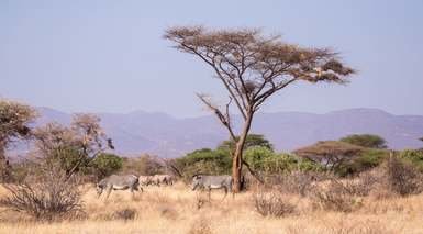 Kenia: Fauna y Flora en Safari Kenia: Fauna y Flora en Safari