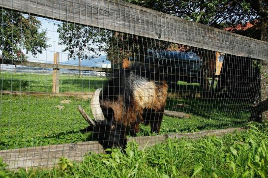 Bauernhof Ferienhof Gressenbauer Windischgarsten